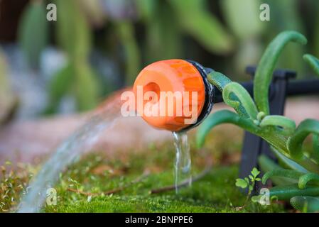 Micro-Tropfbewässerungssystem. Nahaufnahme eines verstellbaren Tropfkopfes in einem Pflanzentopf. Gartenarbeit Stockfoto