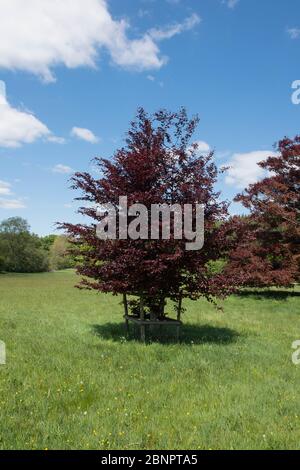 Lila Frühling Blätter eines Buchenbaums (Fagus sylvatica purpurea) wächst in einem Feld in einer Landschaft Landschaft und einem hellen blauen Himmel Hintergrund Stockfoto