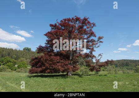 Frühlingsbläschen eines alten Kupferbeechs (Fagus sylvatica purpurea), der in einem ländlichen Feld wächst und einen hellen blauen Himmel Hintergrund hat Stockfoto