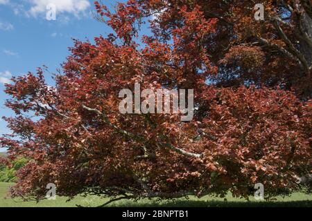 Frühlingsblätter eines alten Kupferbeechs (Fagus sylvatica purpurea), der in einem Feld in einer ländlichen Landschaft in Devon, England, Großbritannien wächst Stockfoto