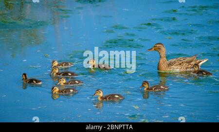Weiblicher Mallard mit Entlein. Stockfoto