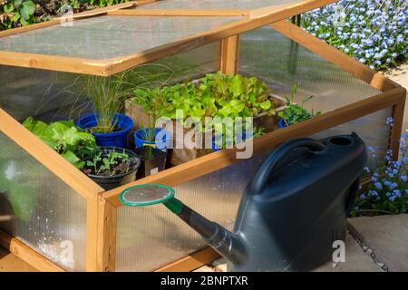 Pflanzen wachsen in einem kalten Rahmen. Stockfoto