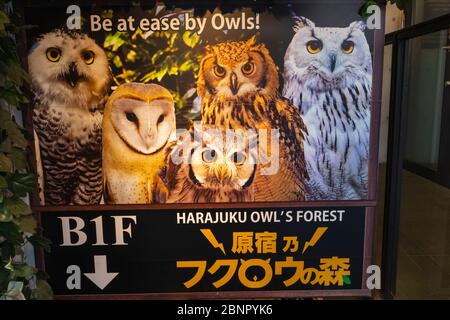 Japan, Honshu, Tokio, Harajuku, Takeshita Dori, Owl Cafe Sign Stockfoto