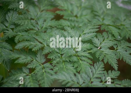 Hemlockpflanze, Conium maculatum, giftige Wildblume im Garten, im Freien Stockfoto