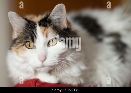 Attraktive Calico Katze, die meist weiß mit schwarz grau und orange Flecken sitzt auf einer roten Couch Stockfoto