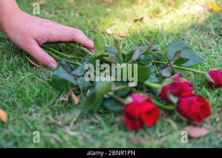 Eine Frau Hand greifen rote Rosen Blume auf grünem Grasfeld Hintergrund Stockfoto