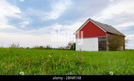 Alte verwitterte rot-weiße Holzscheune in Illinois mit grünem Gras und Überwuchswachstum umgeben. Illinois, USA Stockfoto