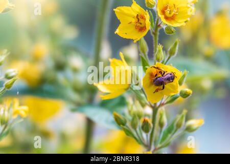 Eine Biene sammelt Nektar aus gelben Blüten von Lysimachia punctata, punktierten Loosestrife, großen gelben Loosestrife oder gefleckten Loosestrife im Sommer nahe- Stockfoto