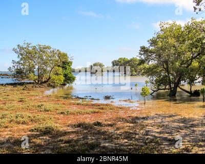 Die ankommende Flut am Rande eines Mangroven in Die Südbucht der Insel KaNyaka in Mosambik Stockfoto