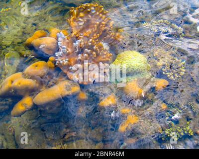 Verschiedene Arten, Formen und Farben von Flachwasserkorallen, wie sie von der Oberfläche während Ebbe Gezeiten in KaNyaka Island, Süd-Mosambik gesehen Stockfoto