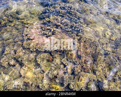 Verschiedene Arten von Flachwasserkorallen, wie sie von der Oberfläche während Ebbe Gezeiten in KaNyaka Island, Süd-Mosambik gesehen Stockfoto