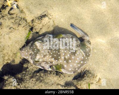 Ein kleiner Weißfleckiger Kugelfisch (Arothron hispidus) in einem Gezeitenbecken an der Westküste der Insel Inhaca in Maputo Bay, Mosambik Stockfoto