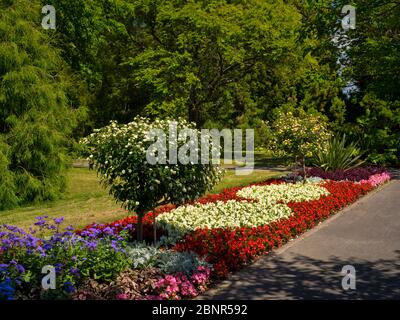beet rhododendron Crete Rhododendron main image 0