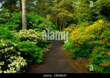 Europa, Deutschland, Hessen, Marburg, Botanischer Garten der Philipps-Universität, blühende Rhododendren im Rhododendronwald Stockfoto