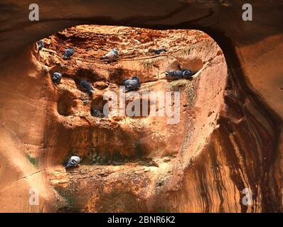 Die Columbarium-Höhlen in Beit Guvrin, Israel wurden in der Antike für die Taubenzucht verwendet. Stockfoto