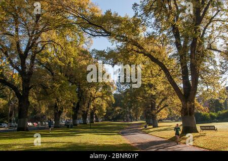 Herbstmorgen in den Fitzroy Gardens am östlichen Rand des Geschäftsviertels der Stadt, Melbourne, Australien Stockfoto
