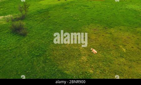 Die Kuh aß das Gras um ihn herum. Die Auswirkungen von Kühen auf den Treibhauseffekt und die globale Erwärmung. Umweltprobleme und die Beziehung zu Kühen. Stockfoto