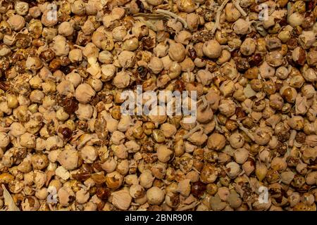 Paner phool ashwagandha Pflanzenfrüchte, trockene Samen, trockene Blume Stockfoto