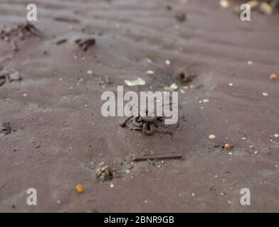 Wurm wirft bei Ebbe auf einen Sandstrand. Stockfoto