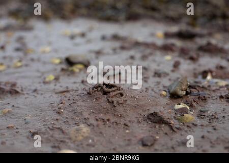 Nahaufnahme eines Lugworm Cast Stockfoto