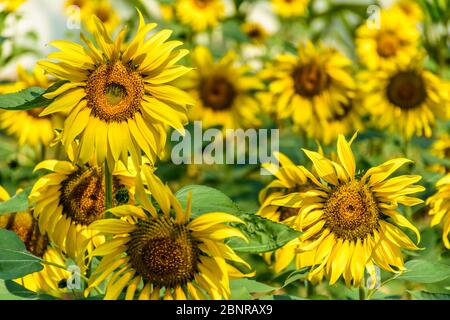 Blühende Sonnenblumen in der Sonne in Chiang Mai, Nord-Thailand Stockfoto