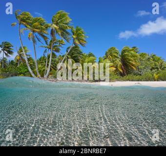 Tropisches Ufer mit Kokospalmen und Sand unter Wasser, Split-Blick über und unter Wasser, Französisch-Polynesien, Tikehau, Pazifik Stockfoto