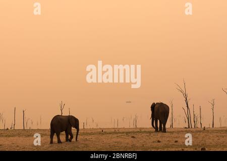 Elefanten im Matusadona National Park Stockfoto