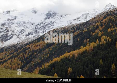 Schneebedeckte Berge und herbstliche Wälder im Obervinschgau Stockfoto