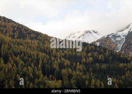 Schneebedeckte Berge und herbstliche Wälder im Obervinschgau Stockfoto