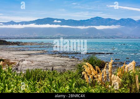 Blick auf die Küste und Felsen, wo die Pelzrobben in Kaikoura, Neuseeland kongragieren Stockfoto