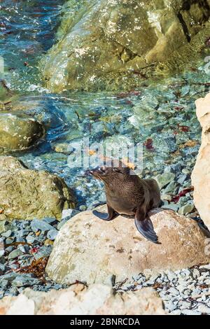 Eine junge Wildfellrobbe (Kekeno), die auf den Felsen von Kaikoura in Neuseeland ruht. Stockfoto