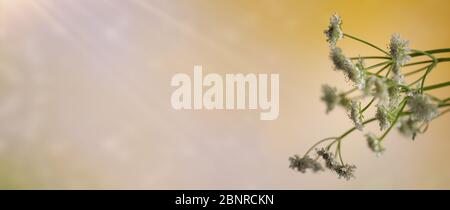 Frühling Hintergrund, Panoramabild von weißen Wildblumen Stockfoto