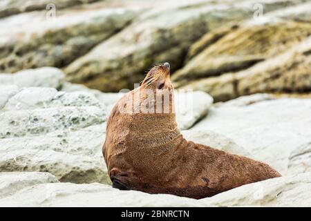 Eine Wildfellrobbe (Kekeno), die auf den Felsen von Kaikoura in Neuseeland ruht. Stockfoto