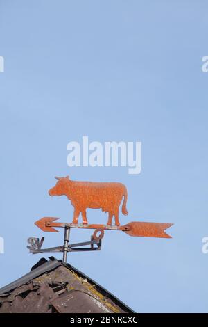 Wetterfahne in einem Kuhfom auf einem Dach, Dreye, Weyhe Gemeinde, Niedersachsen, Deutschland, Europa Stockfoto