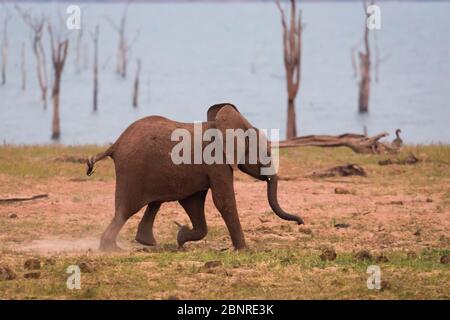Elefanten im Matusadona National Park Stockfoto