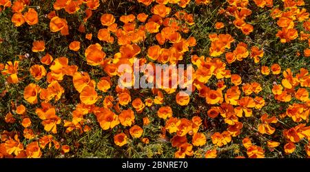 Details der orangen Mohnblumen, die im Frühling in Südkalifornien blühen. Stockfoto