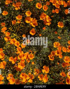 Kalifornische Mohnblumen wachsen und blühen in leuchtend orangefarbenen Blütenblättern. Stockfoto