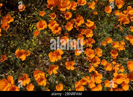 Orangefarbene Mohnblumen und andere Wildblumen wachsen in den grünen Feldern eines südkalifornischen Frühlings. Stockfoto