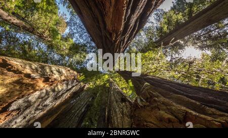 USA, Kalifornien, Redwood National Park, Coast Redwood, Sequoia sempervirens Stockfoto