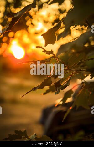 Die Blätter in den Strahlen der Sonne Stockfoto