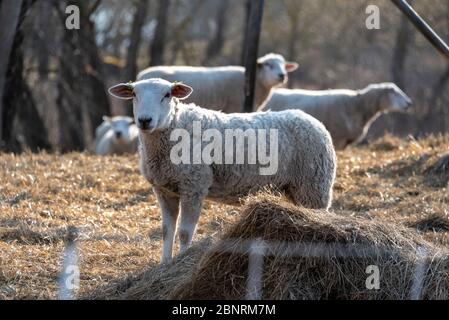 Deutschland, Sachsen-Anhalt, Magdeburg, Schafe stehen auf einem Elbdeich. Stockfoto