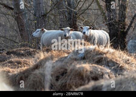 Deutschland, Sachsen-Anhalt, Magdeburg, Schafe stehen auf einem Elbdeich. Stockfoto