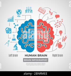 Infografik zur Silhouette des Gehirns. Kreatives Denken Lernprozesse in Menschen Gehirn Vektor Bild Business-Symbole Stock Vektor