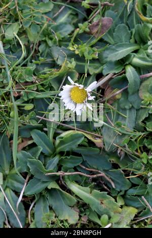 Bellis sylvestris, Southern Daisy. Wilde Pflanze im Frühjahr erschossen. Stockfoto