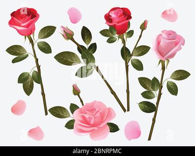 Rote Rose. Pflanze Liebe Blumen schöne rote Knospen mit grünen Blättern Vektor pflanzliche Illustration Sammlung Stock Vektor