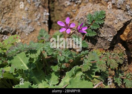 Erodium cicutarium, Gemeine Storksbill. Wilde Pflanze im Frühjahr erschossen. Stockfoto