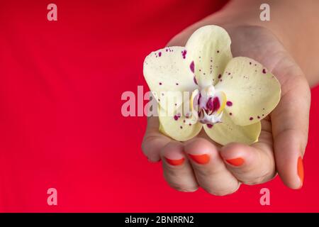 Schöne Hand Frau mit Orchideenblume, isoliert auf dem roten Hintergrund - Imagem Stockfoto