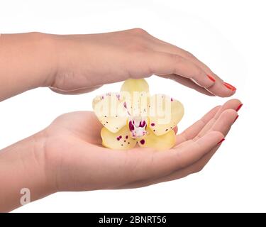 Schöne Hand Frau mit Orchideenblume, isoliert auf dem weißen Hintergrund - Imagem Stockfoto