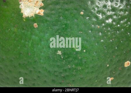 Shell Textur frisch Bio rustikale Scheibe Limette isoliert auf weißem Hintergrund Stockfoto