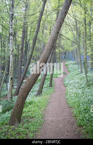 Ein Buchenwald voller Wildblumen, darunter Blaubellen und Ramsons, Bärlauch im späten Frühjahr in England, mit einem Fußweg durch den Wald Stockfoto